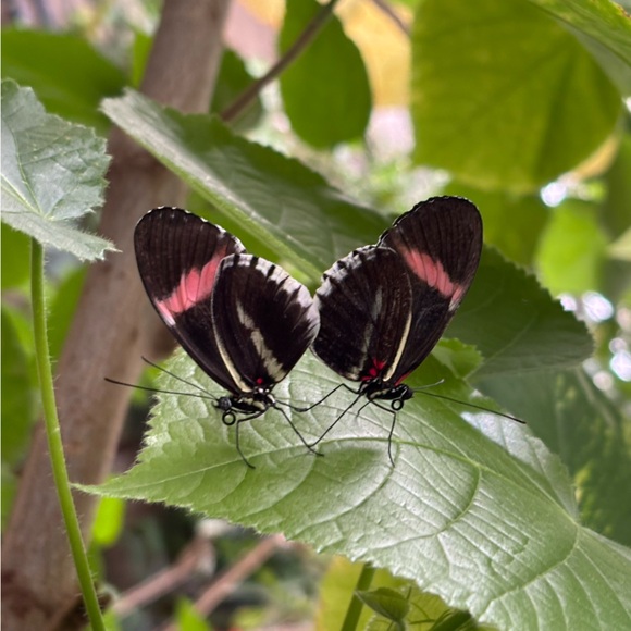 Meet your Poshers, Hannah & Jon! π¦π»βπΌπ§Ώπ«β¨ - Picture 4 of 5